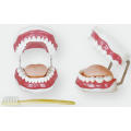 Dental Care Model (28 teeth)